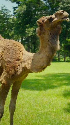 In celebration of #WorldCamelDay we invite you to come and meet Clyde! Our dromedary camel 🐪❤️ He’s been us for 12 years and LOVES scratches! | Magnolia Wilds