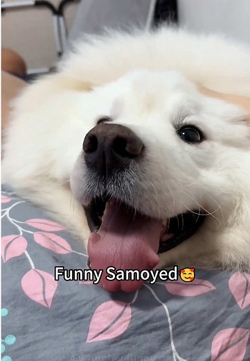 Funny Samoyed Moments That Will Make You Smile