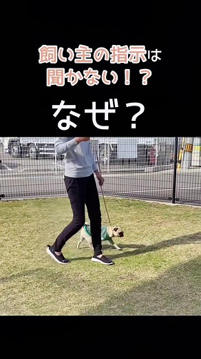 TikTokでドッグトレーナーさとみさんをチェック！