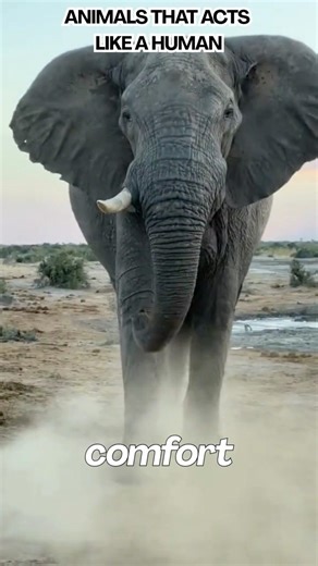 Top 5 Animals That Act Like Humans 🧠🐾 #reels #viral