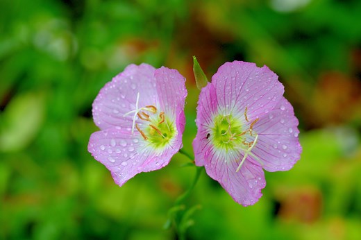These 10 night-blooming flowers make your garden come alive after dark