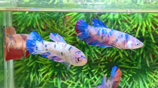 Top Betta Collection on TikTok