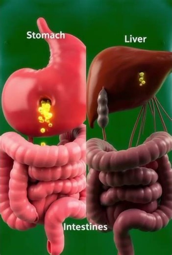 Homemade vs Market Vegetables — What Happens Inside Your Body | 3D Health Animation.