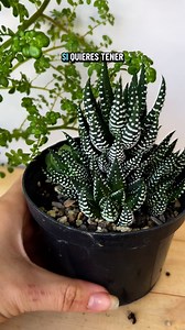 312K views · 5.7K reactions | Haworthia Zebra ✨Si alguna vez soñaste...