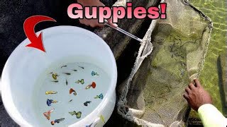 Insane Guppy Genetics – Rare Finds at the Farm!