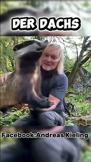 The badger in the forest