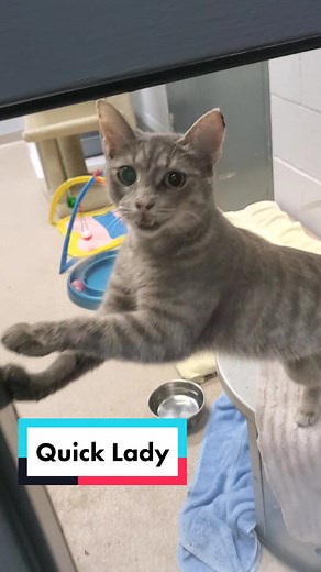 Adopt a Furry Friend Today in Toronto!