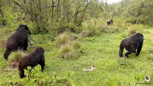 Gorillas on the move! 🦍 🦍 🦍 🦍 In this video, the Hirwa group gives us a perfect view of their group composition. You can spot the different ages and roles: young infants riding piggyback, older ones walking beside their mothers and the silverbacks leading in front. Hirwa’s group has 21 gorillas! How many can you count in this video? 🤔 📸 Pelagie Mutuyimana | Dian Fossey Gorilla Fund