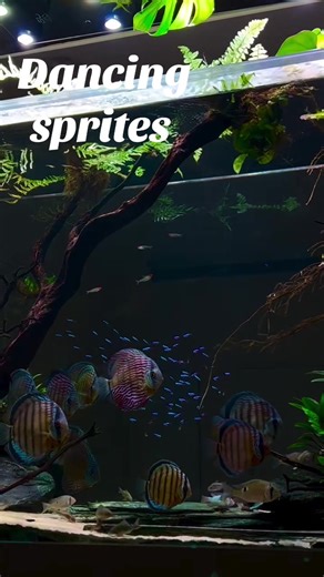 Dancing sprites #fishaquarium #fishtanklife #fish #aquascape #aquarium