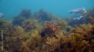 Giant Australian Cuttlefish Sepia apama Migration Whyalla South Australia 4k slow motion, mating, laying eggs, fighting, aggregation, underwater