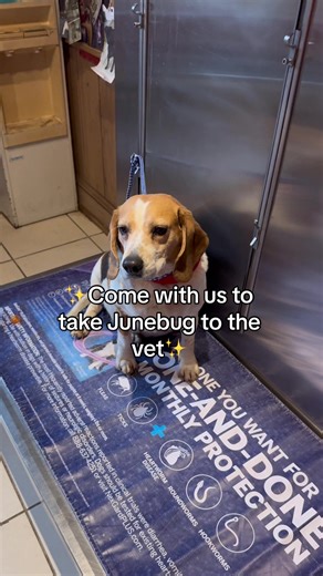 Taking Junebug to the Vet: A Heartwarming Journey