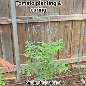 How to Plant & Grow Tomatoes/ Best Tips for Growing Tomatoes & caring