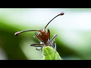 World's weirdest insect
