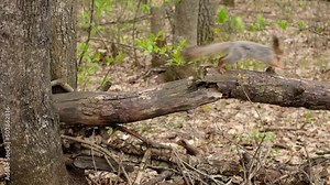 Gray fluffy squirrel holds a hazelnut in its paws and eat it in spring forest.