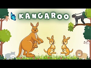 Kangaroos Introduction | Educational Videos For Kids | Animal Names