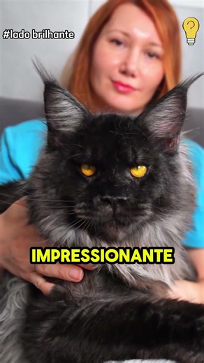 VOCÊ CONHECE O MAINE COON? #animais #gatos #pets