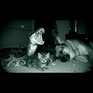 Security Cam Captures Python Taking a cat.I really can't believe it-1 #cat #wildlife #wgitachi