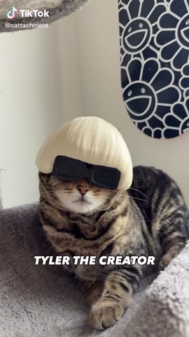 Cattachment on TikTok