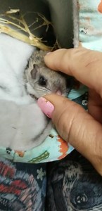 175K views · 2.7K reactions | Update on Friar Tuck the flying Squirrel . Look how good he looks. His little bald spot is gone tail is healed up. He's put on Weight and very perky. He is being put in the outside prerelease cage. He won't be released until he has a group to go with | Little Bit Wildlife Rescue | Facebook