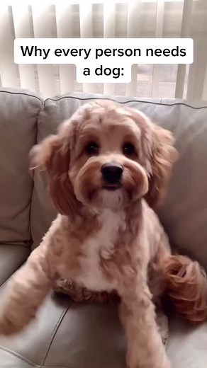 Highly recommend getting a dog 🐶❤️ #dogs #puppiesoftiktok #cockapoo #puppy #petlife #doglife