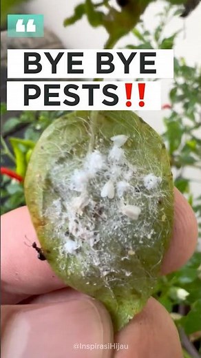 Organic Pesticide with Baking Soda 🚫🪲