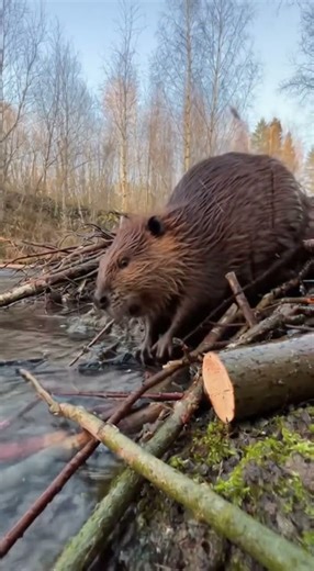 Beaver Builds Dam: Incredible Engineering Skills! #viral #wildlife #animals #capybara