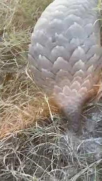 Pangolin! The Rarest Animal in Africa!
