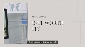 Pet Insurance Is It Worth It
