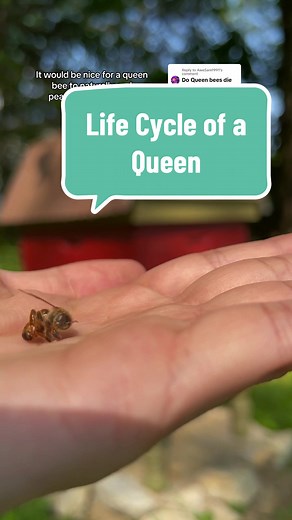 Understanding the Life Cycle of a Queen Bee