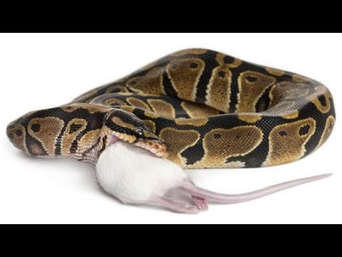 The Ultimate Ball Python Feeding Experience