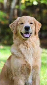 Top 5 Personality Traits of Golden Retriever #dog #doglover #pet #petlover #nature #animallover #yt