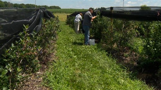 What could a looming shortage of farm workers mean for Canada?