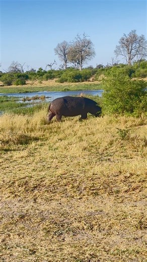 36K views · 595 reactions | 2 Hippo Bulls fight it out for dominance in Magotho, Khwai, Botswana | The Buffalo Overlander | Facebook