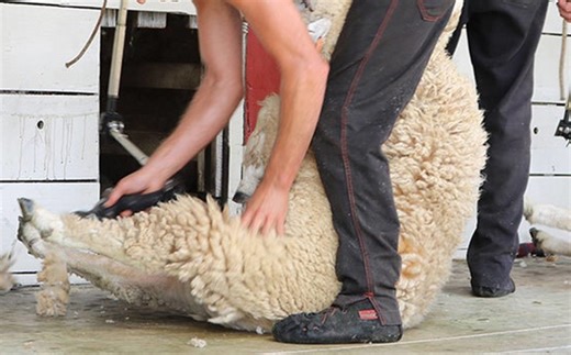 Golden Shears Championships 2026: NZ wins 5 of 6 titles in Masterton