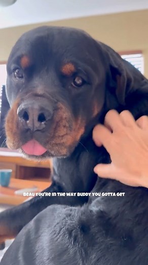 98K views · 4.9K reactions | Life with a Rottweiler 來 Rottweiler Beau #dogsarethebest #rottweilerworld #rottweilerlife #rottweiler #funnydogs #rottweilerpuppy | Rottweiler Beau | Facebook