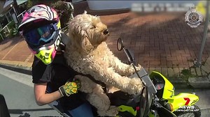 Traffic police never know what they might come across but we bet this was far from their minds. A Queensland dog owner has been pulled over for her unorthodox attempt to take her pet pooch for a ride on her motorbike, using a device she bought overseas. #7NEWS