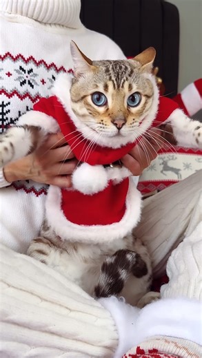 Bengal cats cattery on Instagram: "Merry Christmas from Elite GrandGlow cattery 🎅🐆🎄🎉 * * * * * #snowbengal #snowbengalkittens #snowlynxbengal #bengalcat #bengal #bengallove #bengalkatze #merrychristmas #gattobengala #bengalkucing #christmas2025✨️❣️🎄 #bengalkedisitürkiye #karbengal #bengalcatworld #bengalcatclub #bengalcatsofinstagram #elite_grandglowcattery #bengalfrance #bengalbarcelona #bengalkiev #bengalistanbul #bengalturkey #bengalistanbul #bengalsofinstagram #bengalodessa #bengalbarce