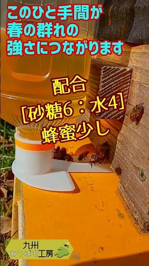 Before Spring Comes [An Important Step Before Swarming] How to Beekeeping Japanese Honeybees
