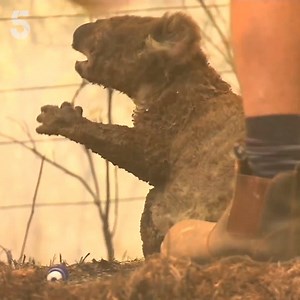 11M views · 58K reactions | Really upsetting footage shows a small koala trying to escape from bushfires in Australia. ‘Flash’ was caught in the flames before being rescued by volunteers and rushed to a koala sanctuary where he is now recovering. | Channel 5 News | Facebook