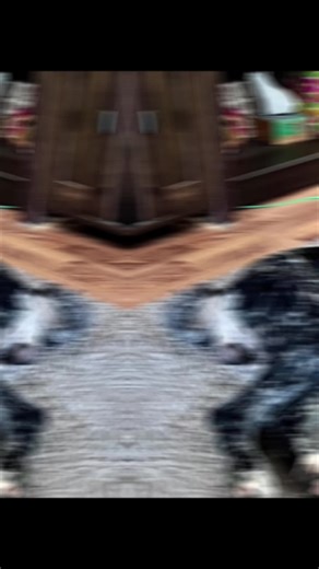 #dogs #schnoodle #wienershitz #fyp