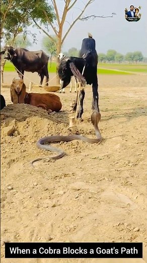 When a Cobra Blocks a Goat's Path #snake #wildliferescue #wildlife #wildlifeentertainment #cobra