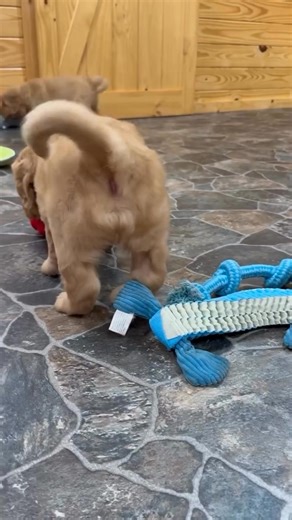 #GoldenRetrieverPuppies #GoldenRetrieverLove #GoldenRetrieverLife #GoldenRetrieverForSale #EnglishCreamGolden #GoldenRetrieverBreeder #GoldenRetrieverPuppyLove #PuppyForSale #HealthyHappyPuppies #FluffyGolden #GoldenPuppyLove #GoldenRetrieversNearMe #GoldenRetrieverFamily | Golden retriever puppies for adoption