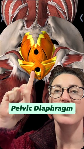 Kelsey Llewellyn LMT | Meet the pelvic diaphragm 🫠 Aka: the “hammock” at the bottom of your pelvis that is running way more of your life than you realize. It’s a... | Instagram