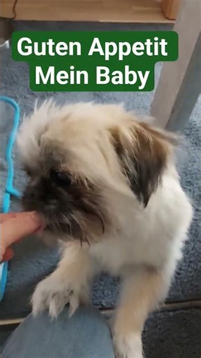 Hund isst von Hand. Guten Appetit. #youtubeshorts #viral #dog #милота #puppy #funny #fypシ #doglife