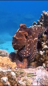 8.5K views · 161 reactions | Nature’s master of disguise! ✨ This octopus perfectly blends with the reef, changing its color and texture in seconds. A true underwater magician hiding in plain sight. Can you spot it? #octopus #marinelife #scubadiving #sealife #octopuslove | Scuba Diving Holidays | Facebook