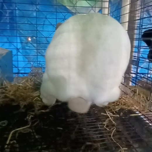 Kalhua (chocolate Himalayan) X Max (Lilac) kits coming up! | Grandma's Bunny Patch