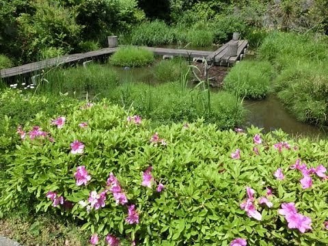 動画で見えてくる生き物たちの驚きの世界