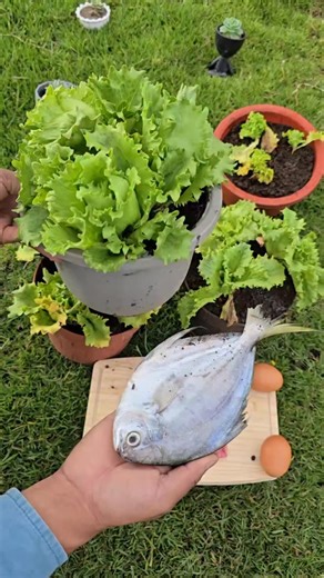 Eco Agriculture Lab | Discover how to fertilize your plants with fish and why it doesn't affect the taste or smell of your crops. Learn step by step how to use... | Instagram