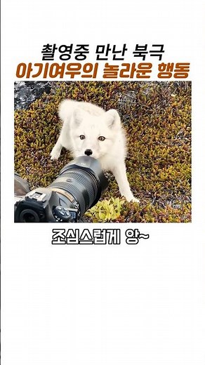 촬영중 만난 북극 아기여우의 놀라운행동#북극아기여우#야생여우#야생동물