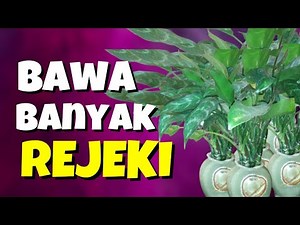 tanaman sri rejeki pembawa hoki | bunga sri rejeki | aglaonema